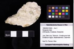 Foto (Objekt + Etiketten) von Decapoda indet. 